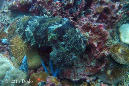 Cuttlefish camouflaged as a coral