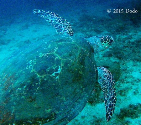 Hawksbill sea turtle