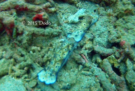 A pair of mating nudibranch