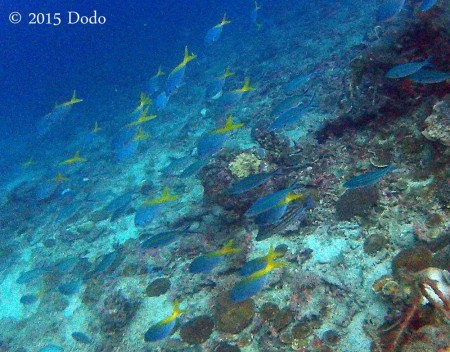 School of Yellow and Blueback Fusiliers