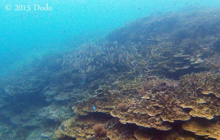 Dense coral in Sulug Reef