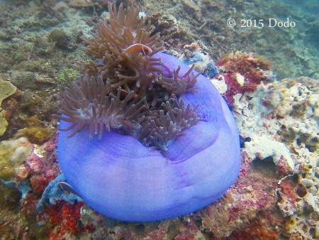 Pink Anemonefish in purple Magnificent Anemone (Heteractis magnifica)