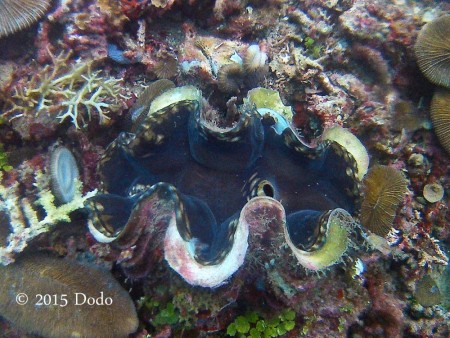 Giant clam