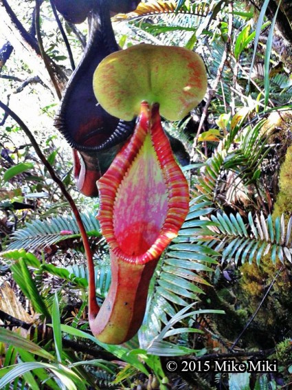 Nepenthes Trusmadiensis of Mt. Trus Madi