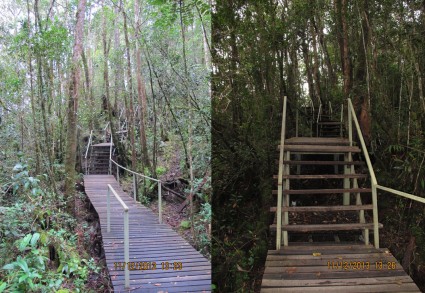 Plank walk & boardwalk in summit trail at Tambunan (Kaingaran Trail)