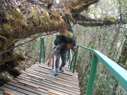 Summit trail to Mt. Trus Madi (Kaingaran Trail, Tambunan)