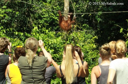 Baby orangutan coming for free food