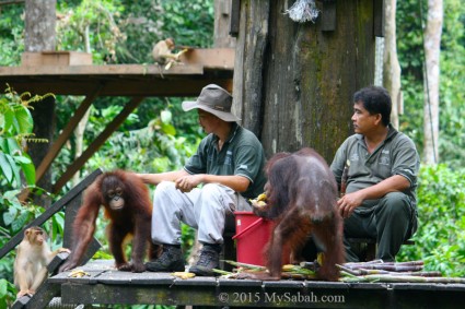 Orangutans coming to feeding platform