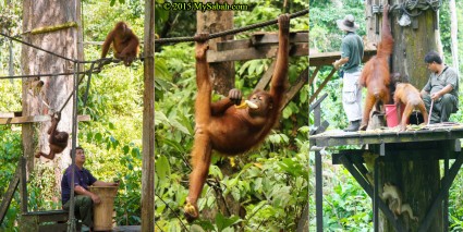 The feeding time is at 10am and 3pm every day