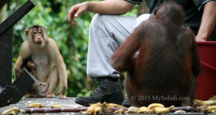 Cheeky macaques wait for their share