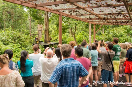 Viewing platform for orangutan feeding