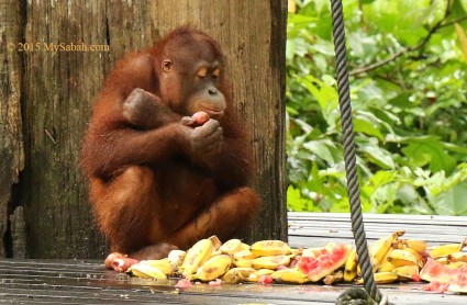 This orangutan seems content