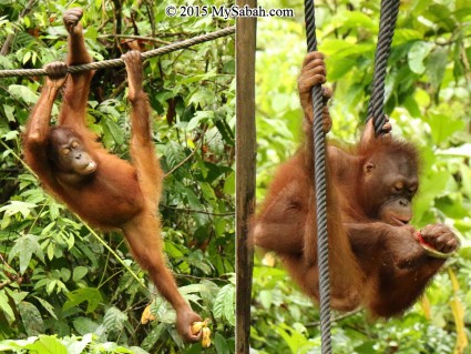 Orangutans enjoying food