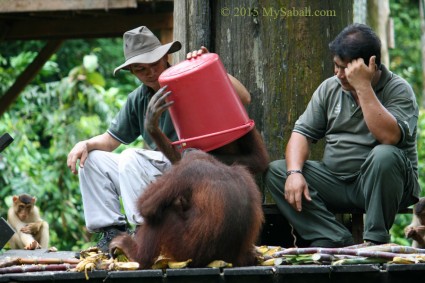 Orangutan always acts funny at feeding platform