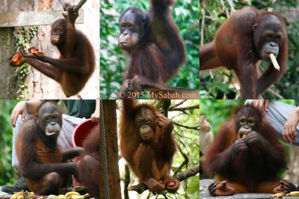 Cute expression of orangutans
