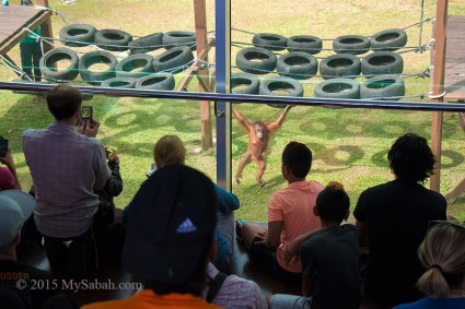 Baby orangutans undergo training in Outdoor Nursery before coming back to the wild