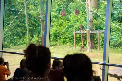 Orangutans gather at Outdoor Nursery