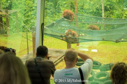 Close-up with orangutan at Outdoor Nursery