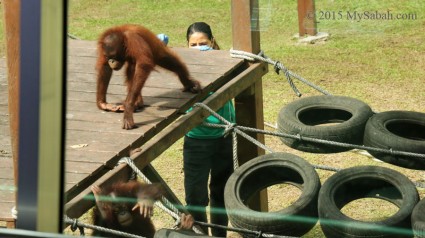Training baby orangutans in Outdoor Nursery
