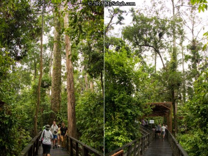 Boardwalk to feeding platform