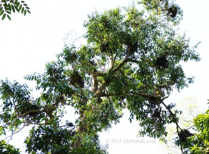 Orangutan nests on the tree