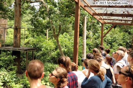 Tourists waiting for orangutan