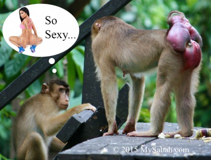 Female macaque with sexy butt