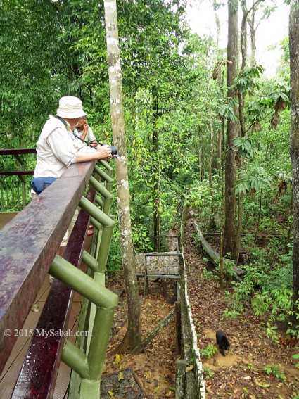 Sun bears at the Center are free to explore the natural forest