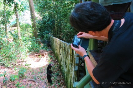 Sun bear is a very curious animal