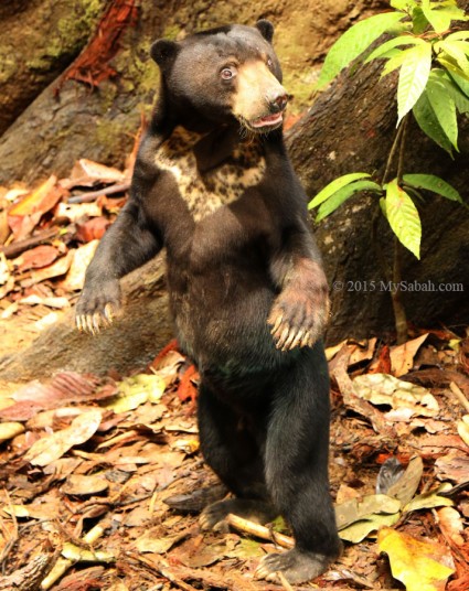 Sun bear stands to sniff the scent