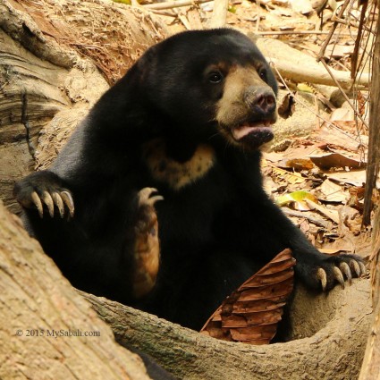 Cute sun bear always ends up becoming a pet