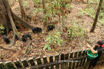 Feeding time for sun bears