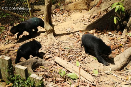 Sun bears in forest enclosure