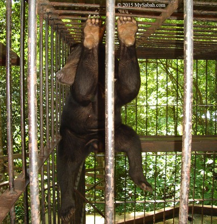 Sun bear in cage