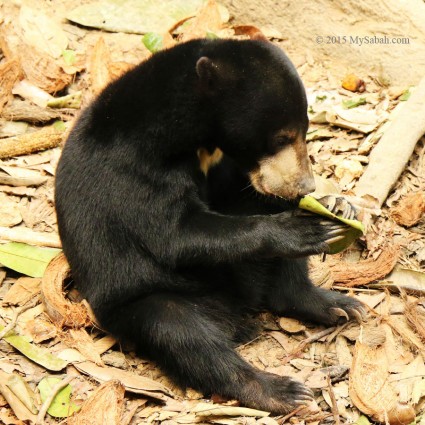 Bornean Sun Bear is the smallest bear in the world