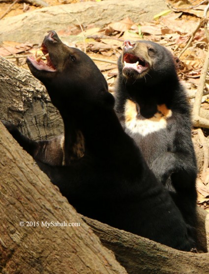 Bornean sun bears (Helarxtos malayanus euryspilus) are only found in Borneo