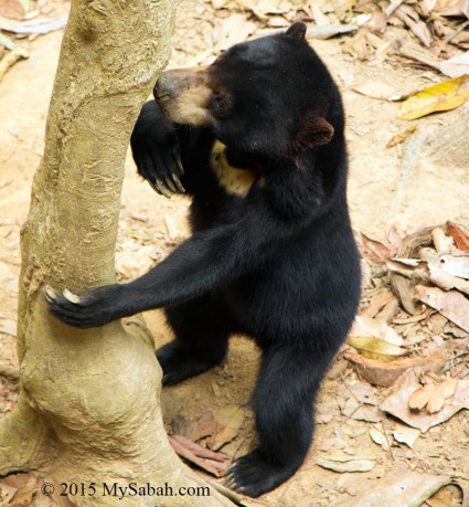 Bornean sun bears are half the size of Malayan sun bears