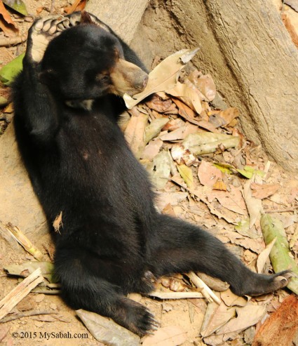 Sun bear under stress