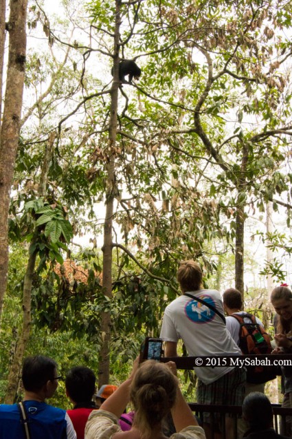 Sun bear also builds nest and sleep on tree