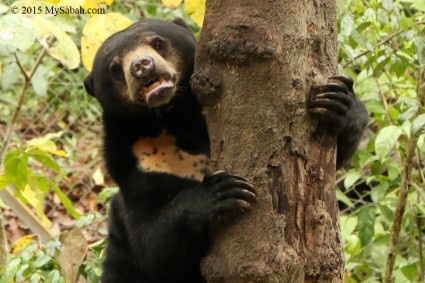 Sun bear is an excellent tree climber and it loves honey