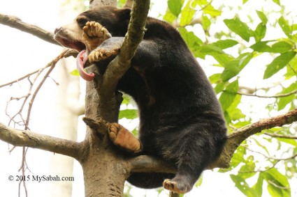 The tongue of Bornean sun bear can reach 20-25 cm long