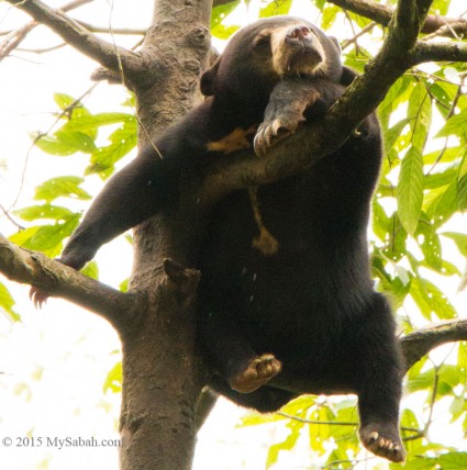 Sun bear sleeping on tree