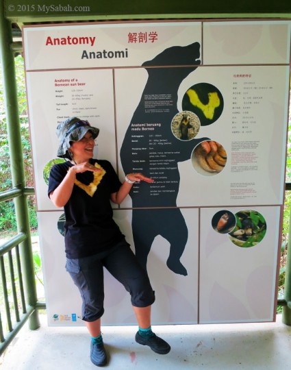 Information board about Sun Bear