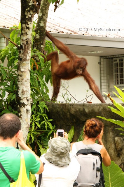 Sometimes orangutan is seen at Visitor Center