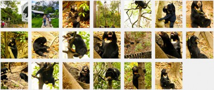 photo album of Sun Bears