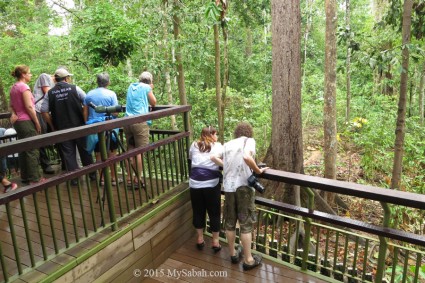 Tourists looking at the sun bears