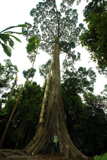 Sepilok Giant, the oldest tree of Sabah