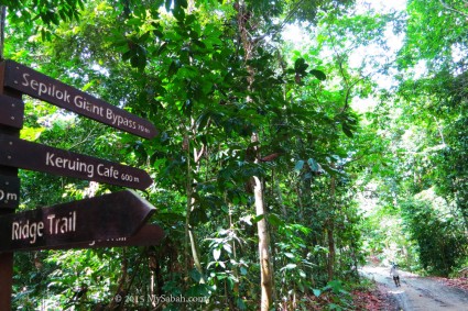 Trails in Rainforest Discovery Center
