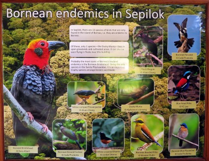 Endemic birds of Borneo in Sepilok