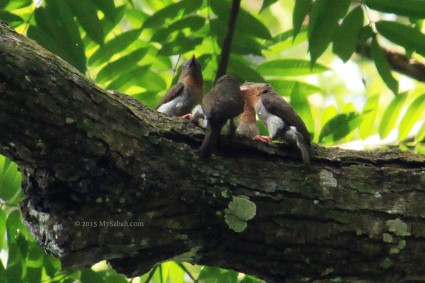 Brown Barbets taking bath in tree hole